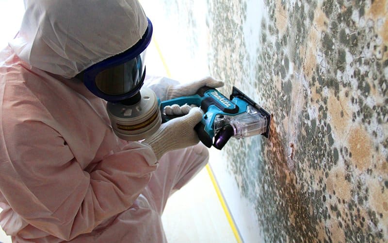 Big Red: Breathe Easy with Expert Mold Remediation Services